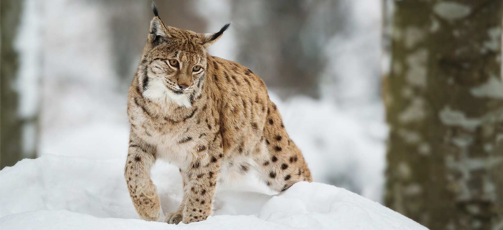 The Snow Leopard in the Karakoram