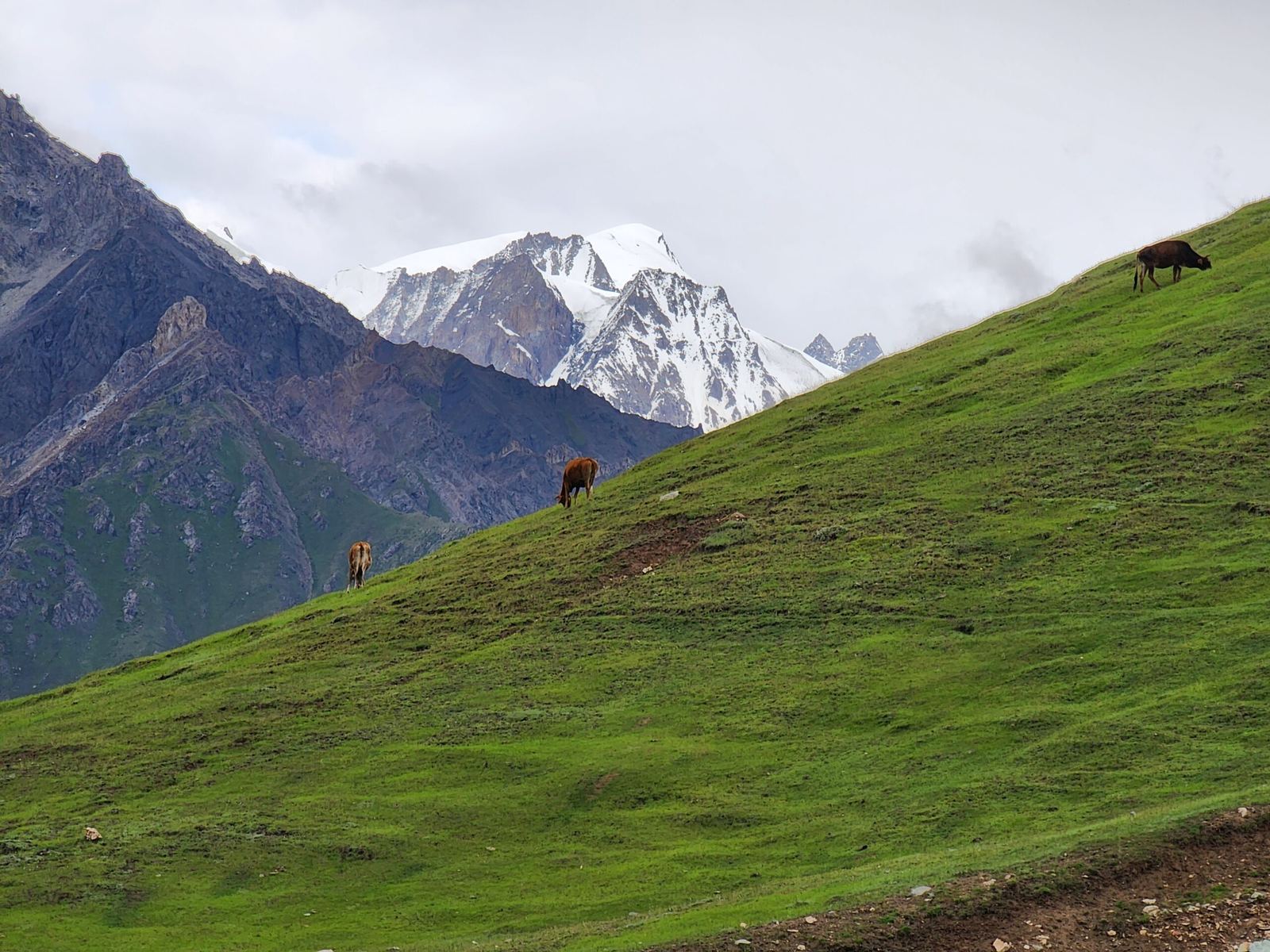 Thallay La Trek: The Green Side of the Karakoram